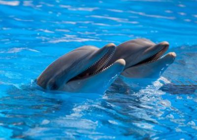 Los Angeles 019 dolphins